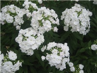 f7776ff9-b. phlox.jpg